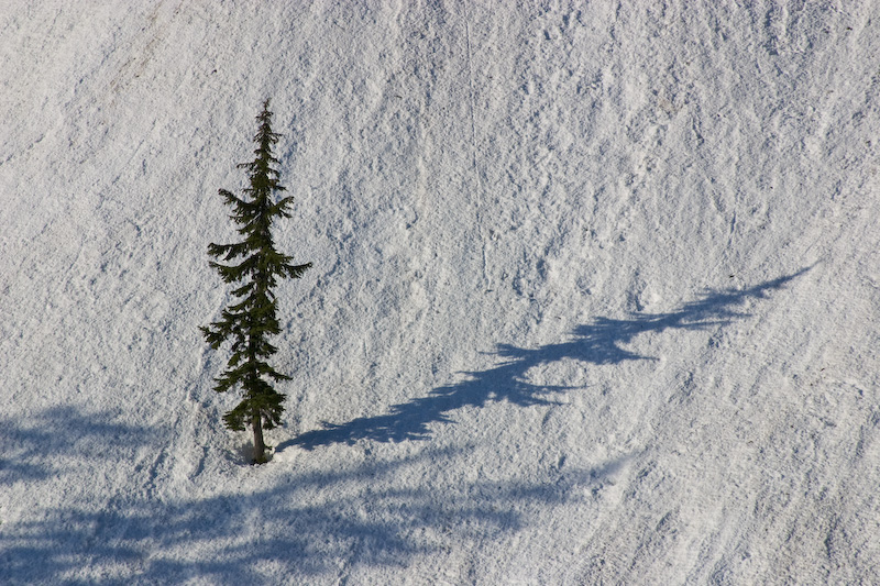 Shadow Of Tree On Snow Slope